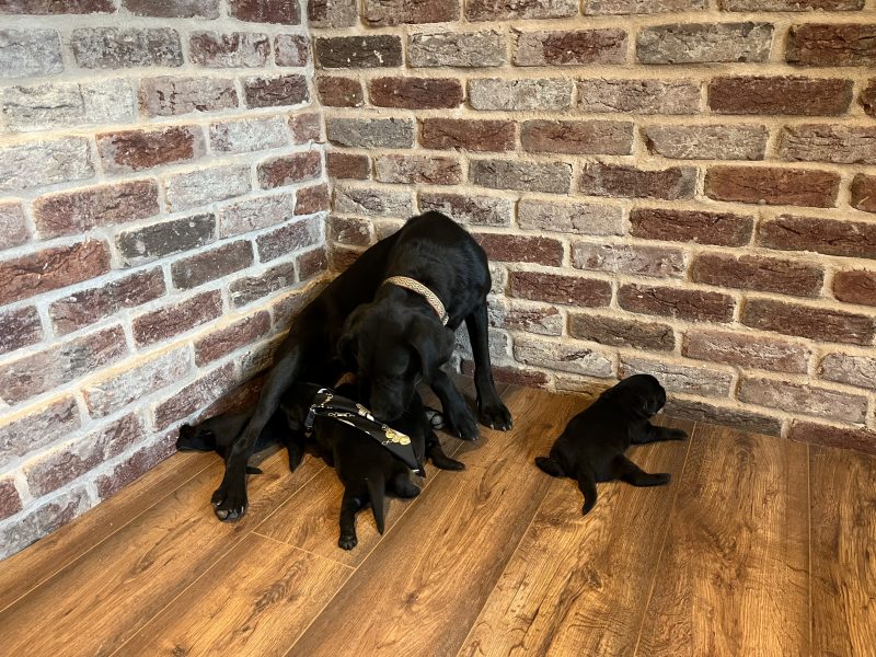 Most Beautiful Labrador Puppies image 5