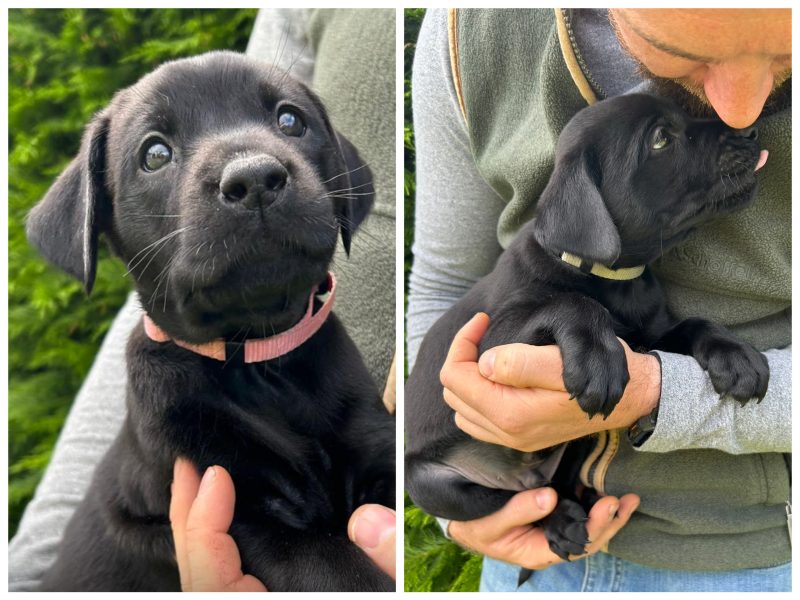 Health tested KC registered, black working Labrador puppies