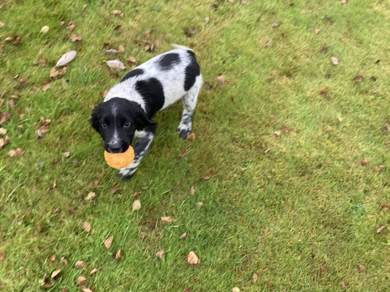 KC registered springer spaniel pups from working parents