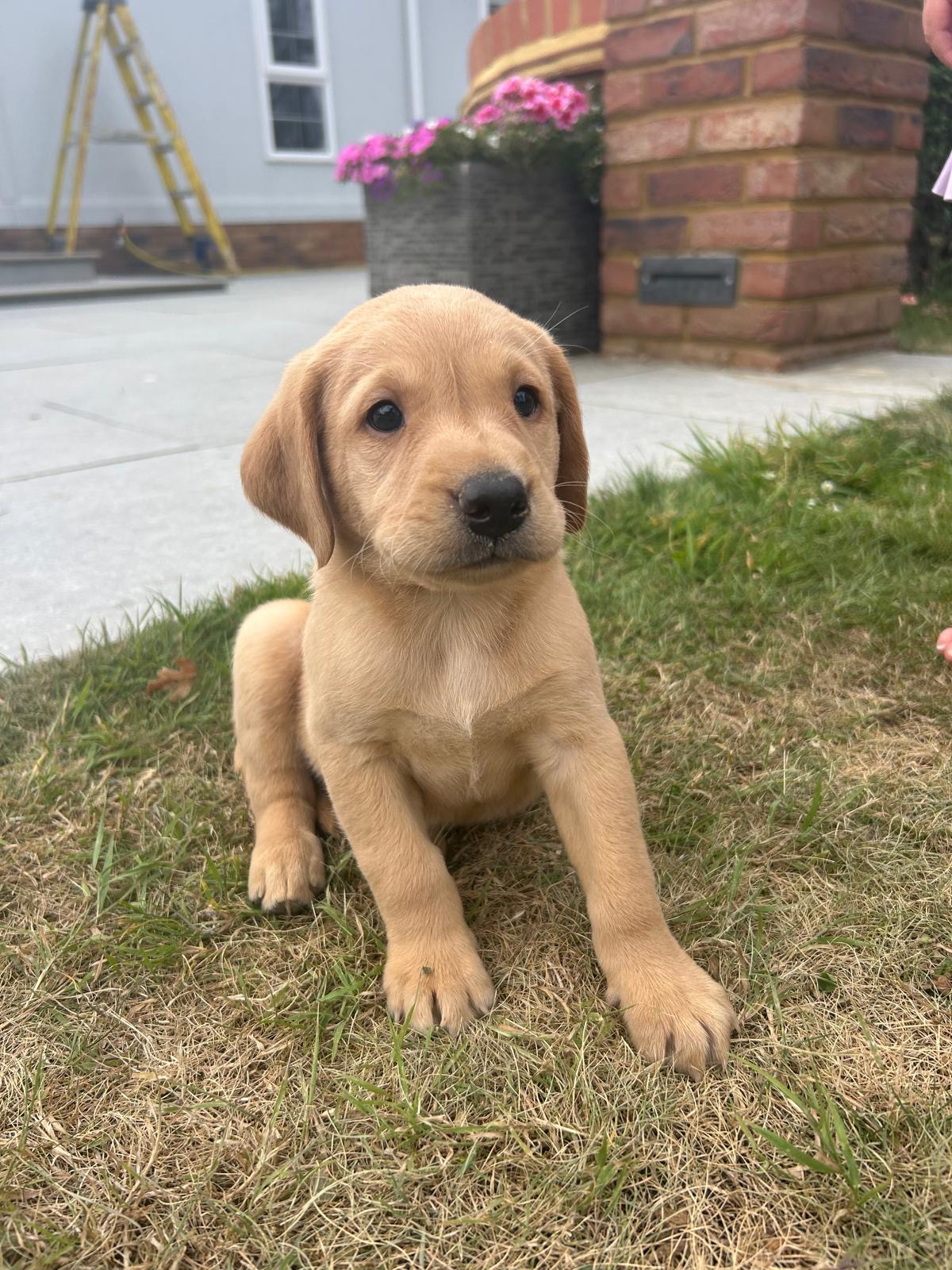 A strong litter of pure Labradors