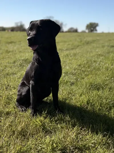 FtCH Kelmarsky Crow x Gameshine Athena image 2