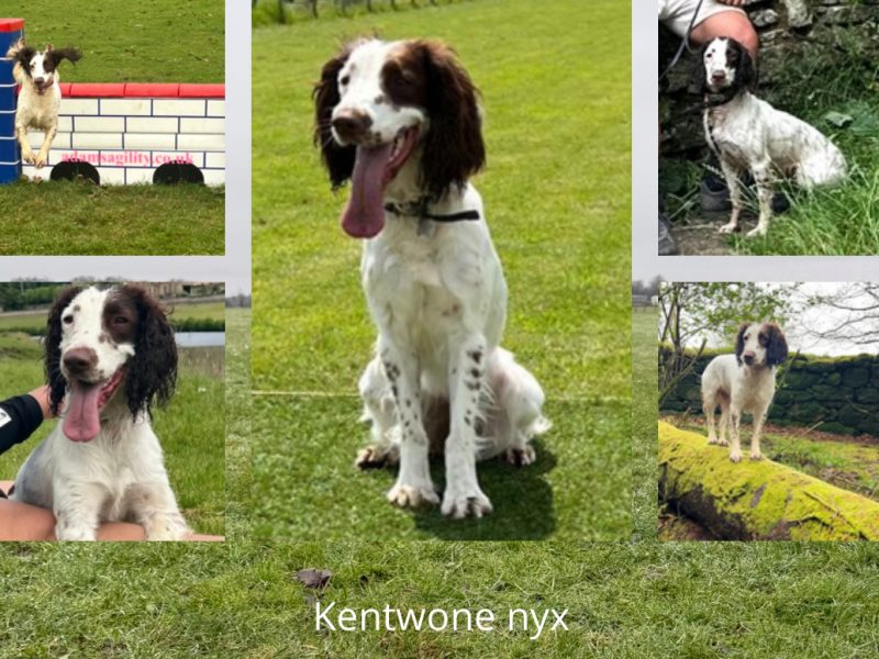 Kc registered English springer spaniels image 7