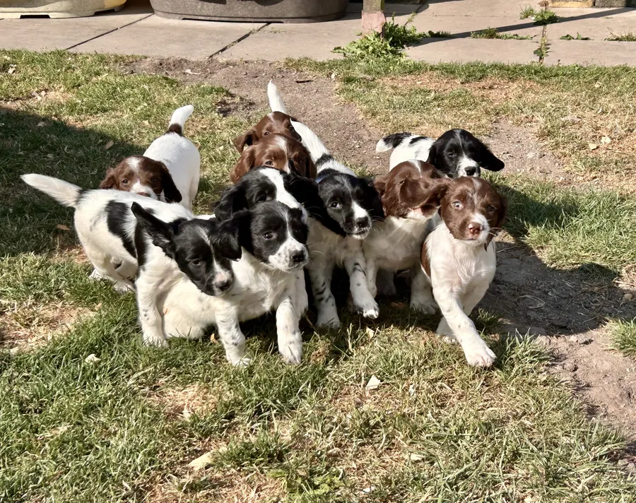 FTCH Sired English Springer Spaniel Puppies For Sale image 2