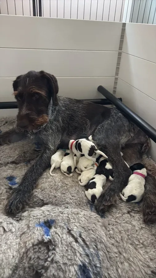 GWP puppies Super litter image 4