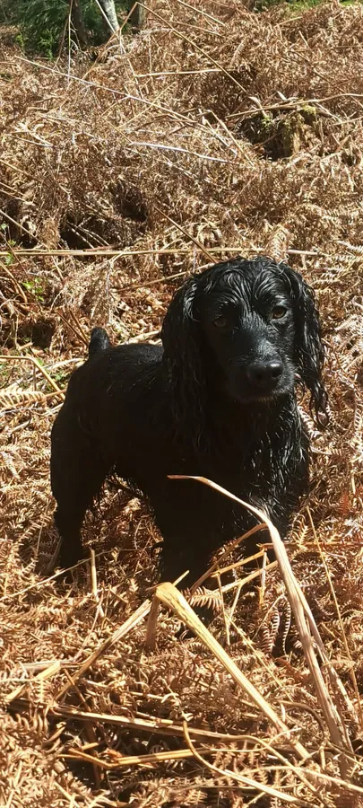 KC REG COCKER SPANIEL BITCH PUPPIES image 4