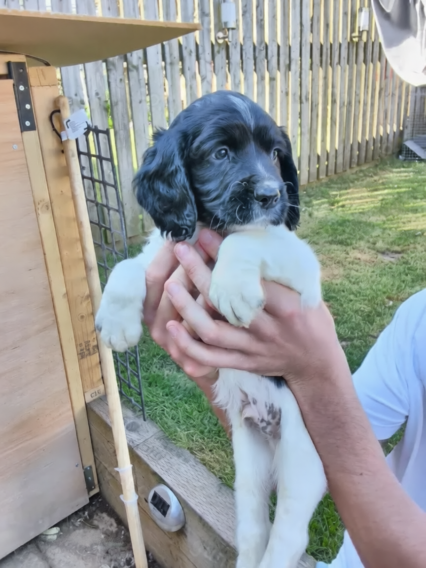 KC working Springer Spaniels in £900