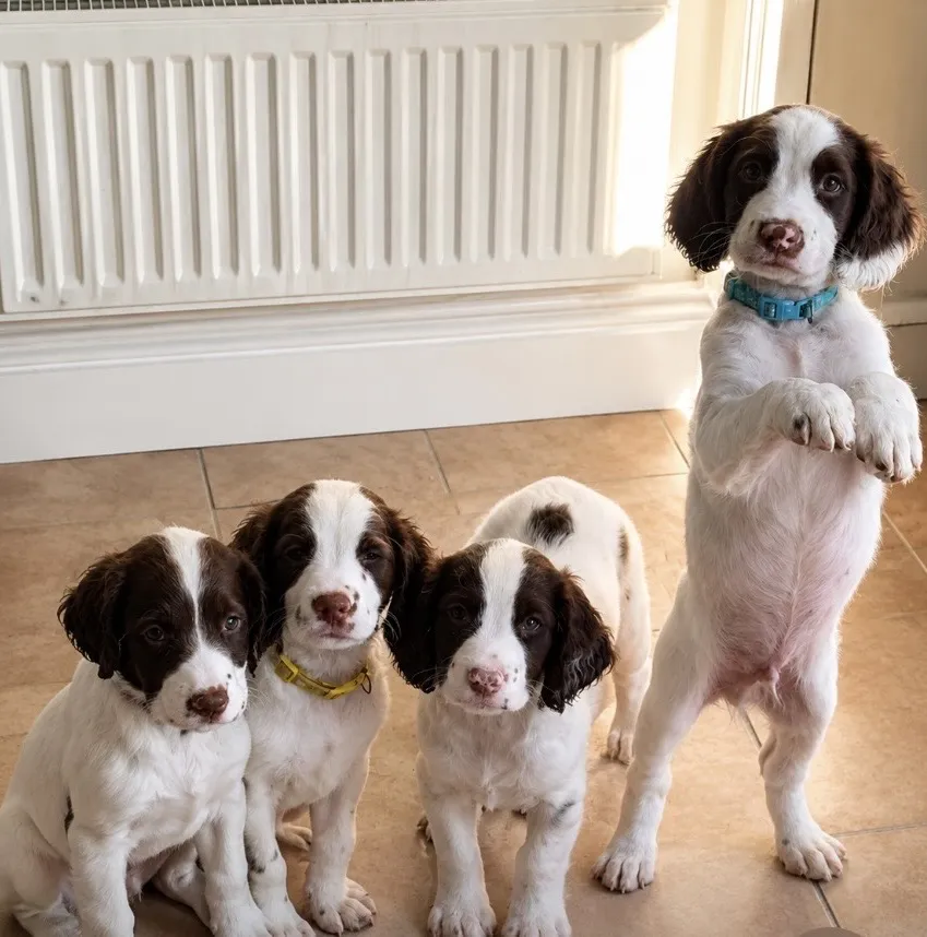 Kc registered springer pups