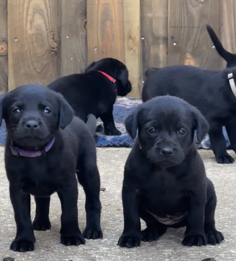 Strong Working Type Labradors Puppies