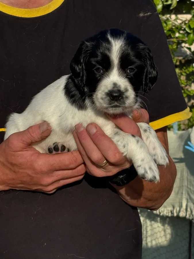 ESS pups for sale image 5