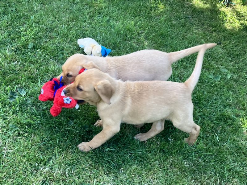 3 yellow boy puppies remaining