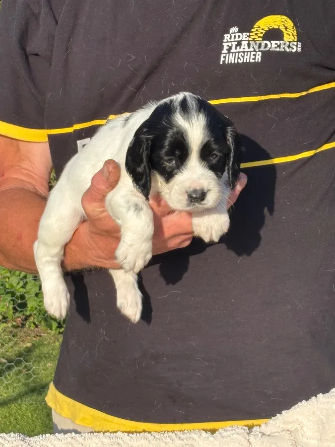 ESS pups for sale image 3
