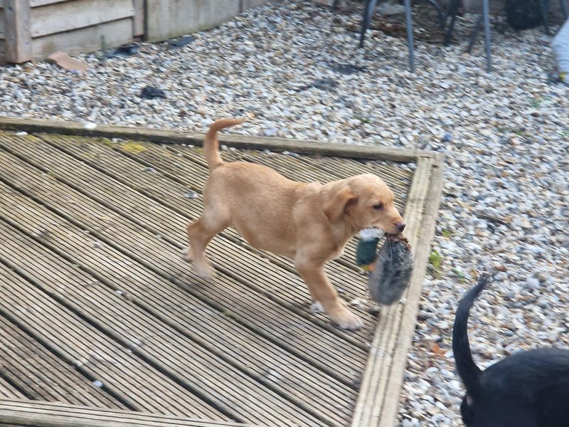 3 KC Labrador dog puppies image 2