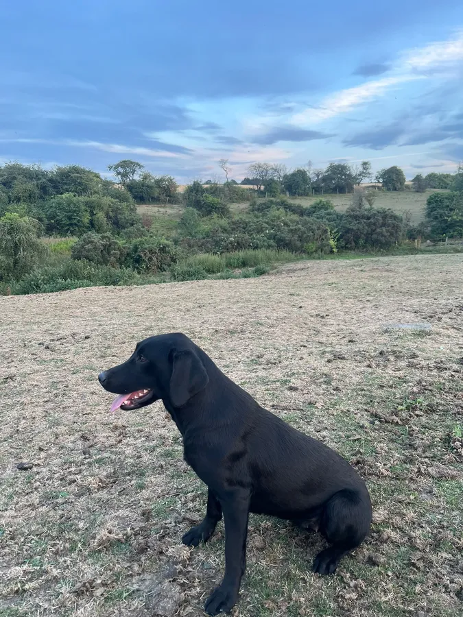 Black Lab Bitch image 3