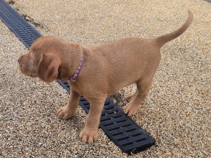 KC Registered Hungarian Wirehaired Vizsla image 2