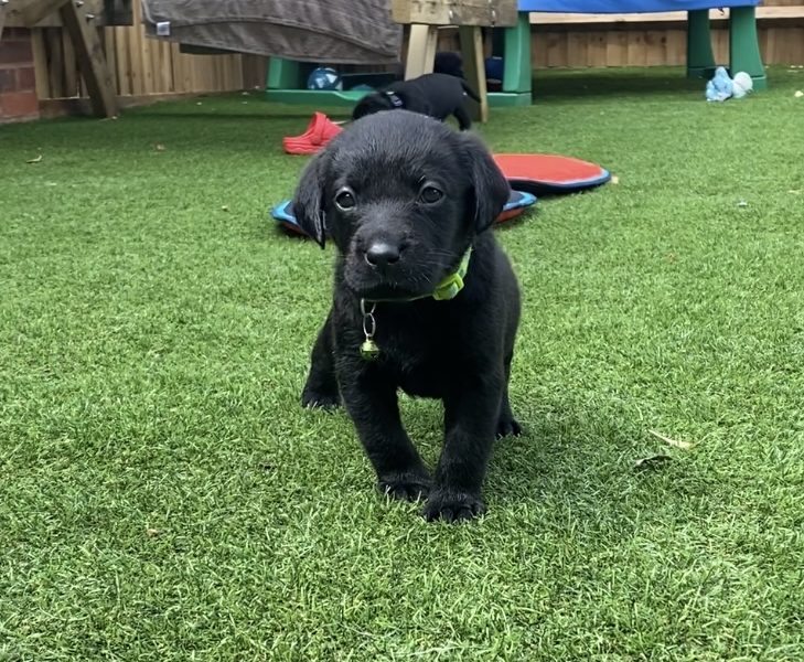 Black KC Labrador Puppies image 4