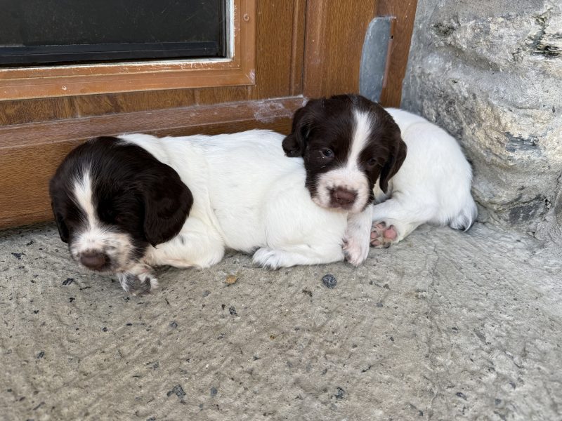 English Springer Spaniel puppies  (3 male available) image 5