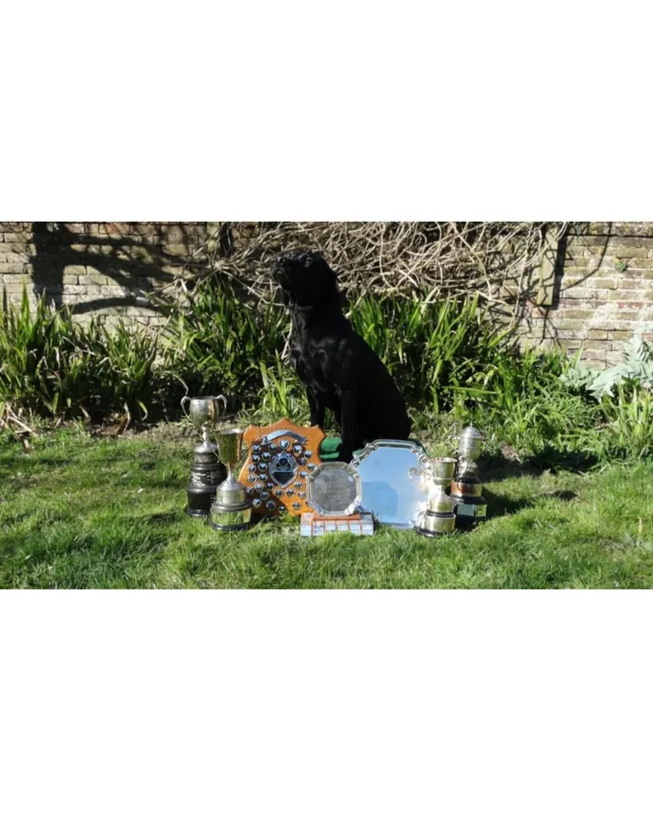 A strong litter of pure Labradors image 3