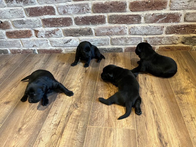 Most Beautiful Labrador Puppies image 6