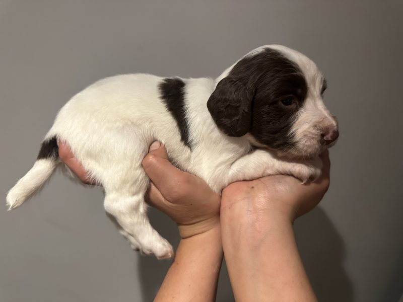 Kc registered English springer spaniels image 6