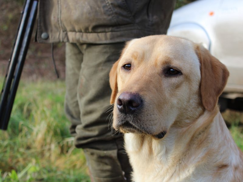 Proven KC registered Labrador Stud Dog image 2