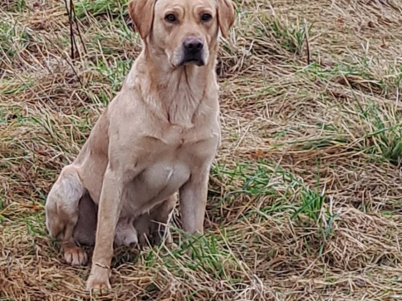 CHUNKY YELLOW KC REG PUPS image 6