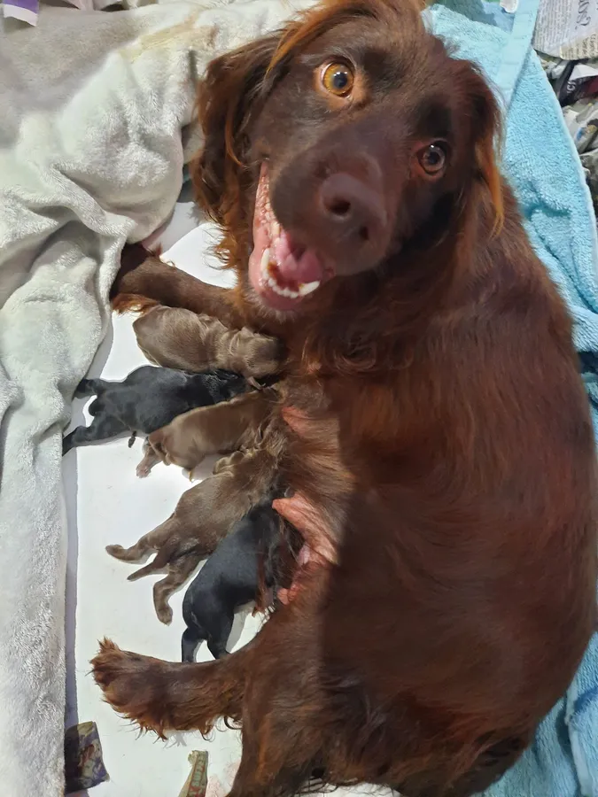 KC REG COCKER SPANIEL BITCH PUPPIES image 3