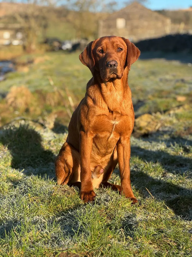 Exceptional fox red labrador puppies image 4