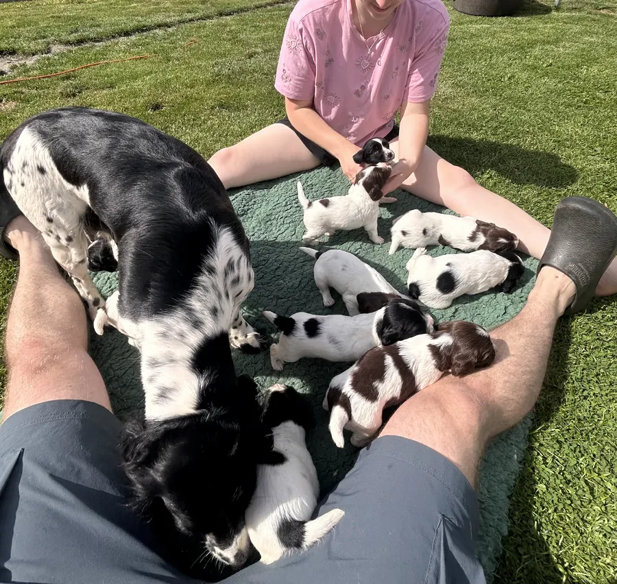 FTCH Sired English Springer Spaniel Puppies For Sale image 3