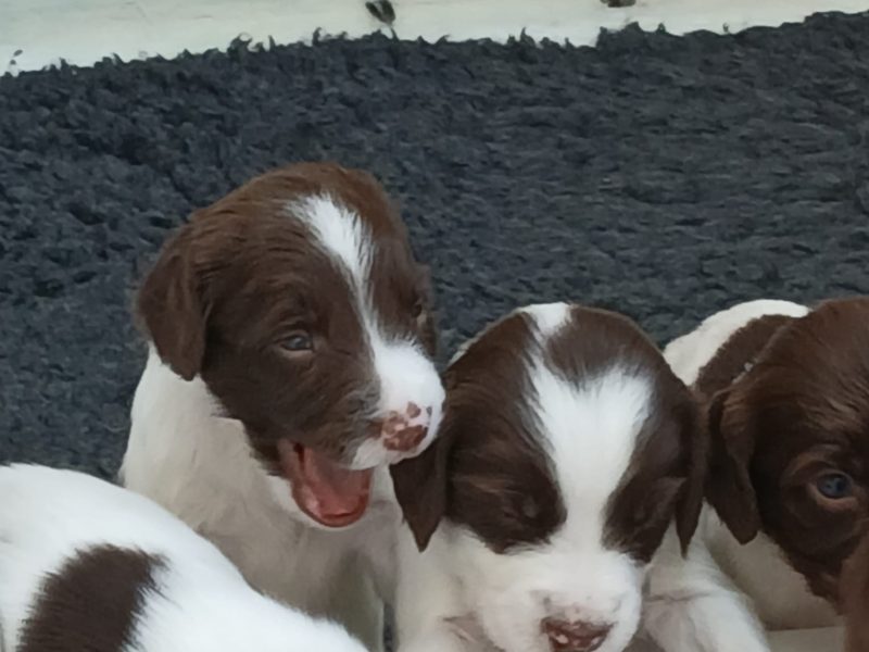 Exceptional English springer spaniel puppies