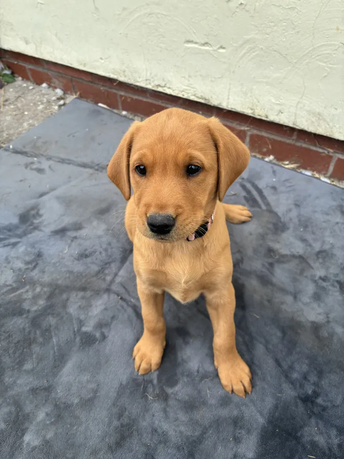 Fiorella Fantasticas Fox Red Puppies image 6