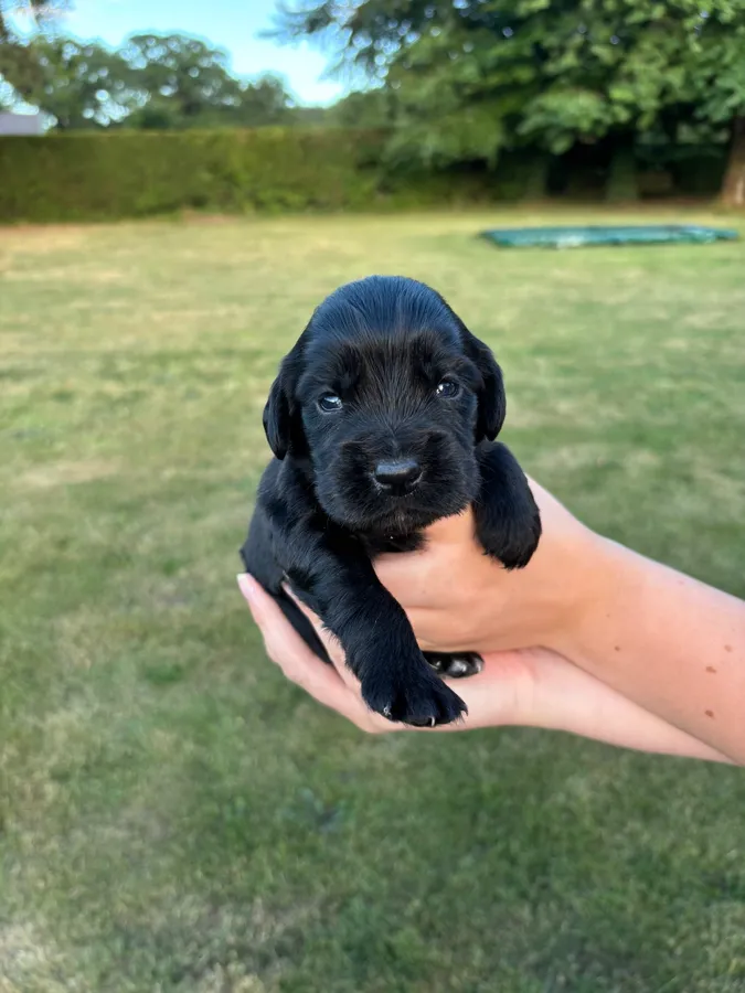 Outstanding litter of working cocker spaniel pups image 2