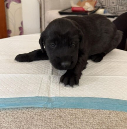 Flat coated retriever puppies in Newton Abbot image 3