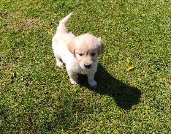 KC Golden Retrievers in Godstone image 3