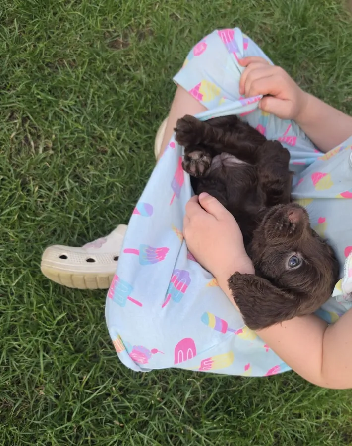Working Cocker Spaniel Puppies
