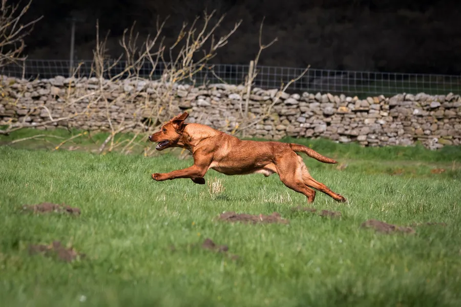 Exceptional fox red labrador puppies image 5
