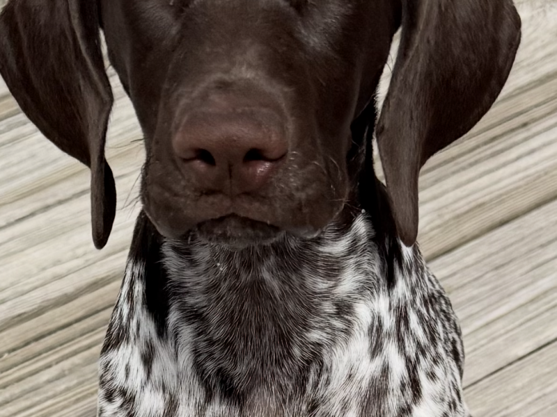 German short hair pointer image 2