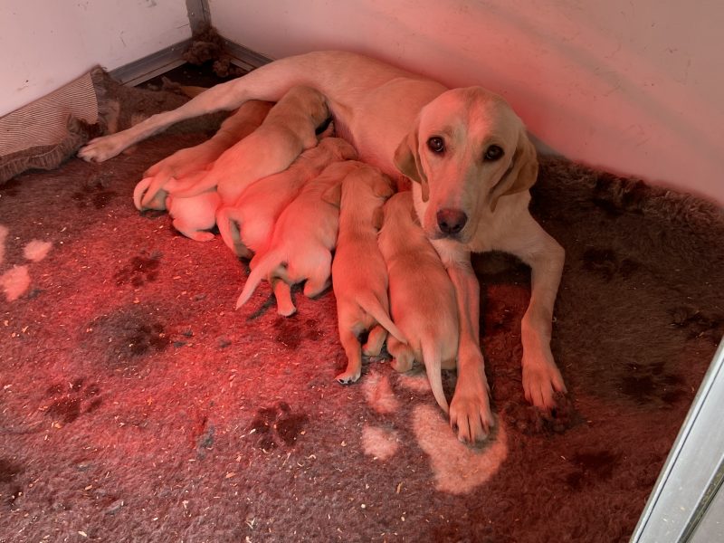 Stunning litter of Kennel Club registered Labrador image 5