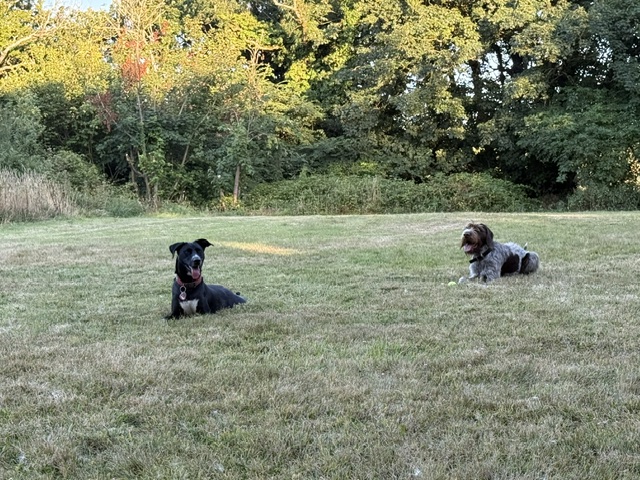 GWP X WEIMSKY puppies for sale image 7