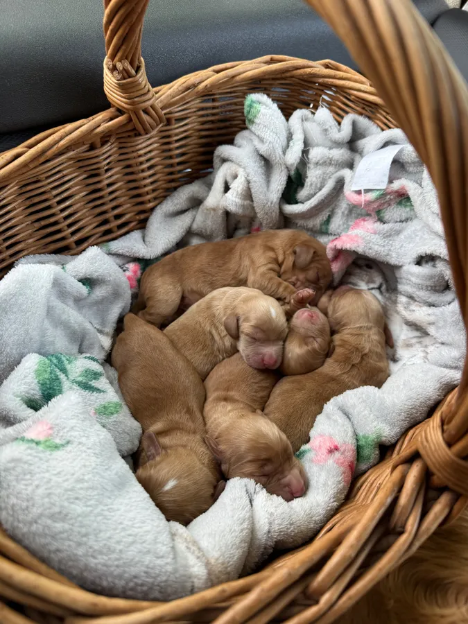 KC Registered Cocker Spaniel Puppies