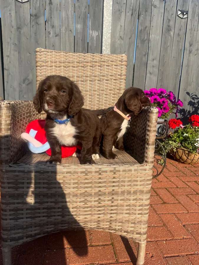 Chocolate cocker spaniel puppy image 4