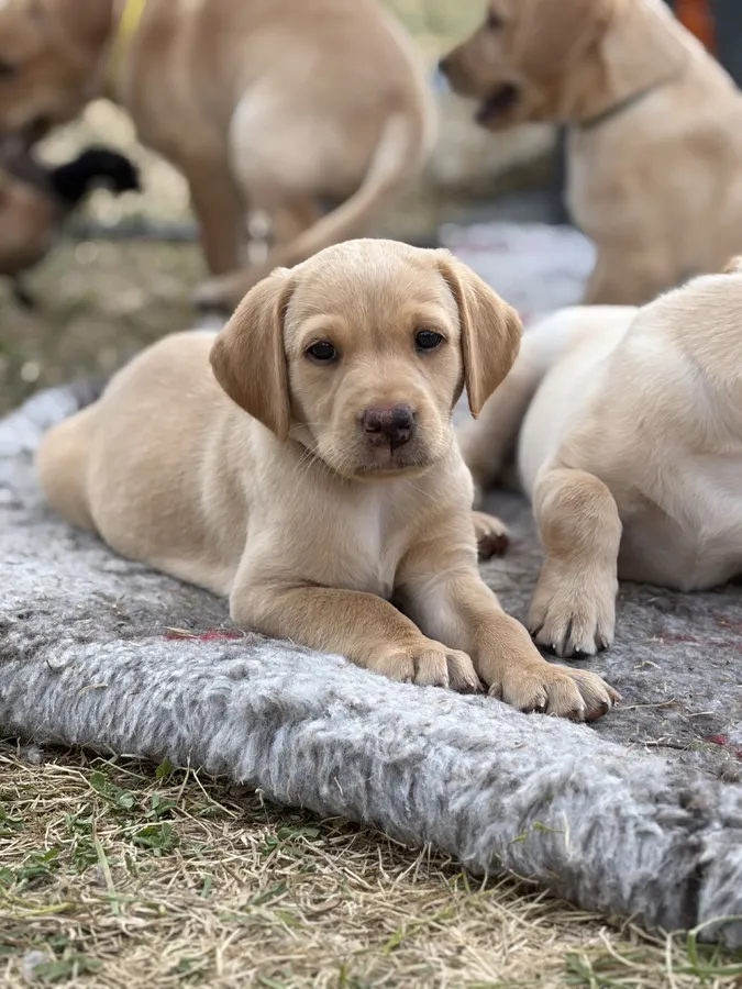 9 KC Fox Red-Yellow Labrador Puppies image 7