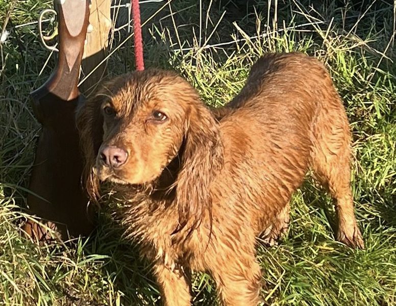 Fantastically well bred working cocker spaniels dog puppies image 4