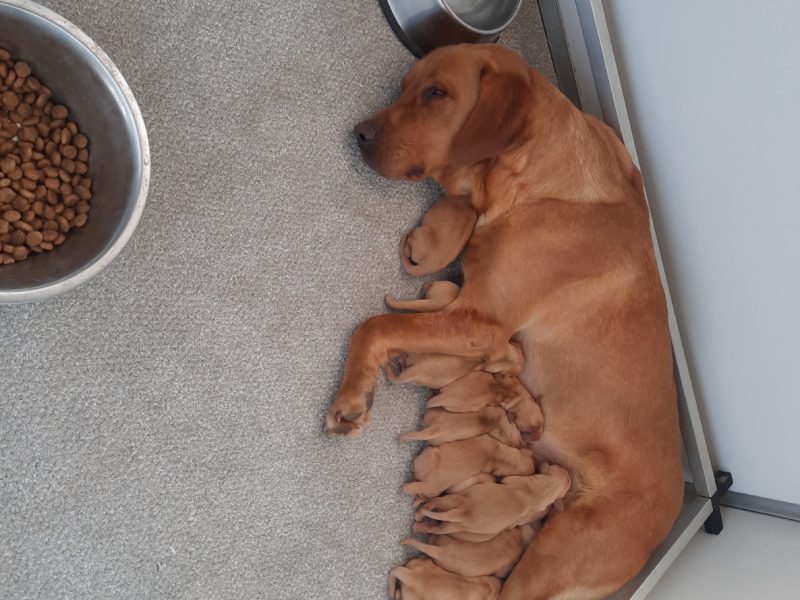 KC Registered Fox Red Labrador Puppies image 1