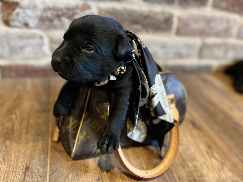 Most Beautiful Labrador Puppies image 2