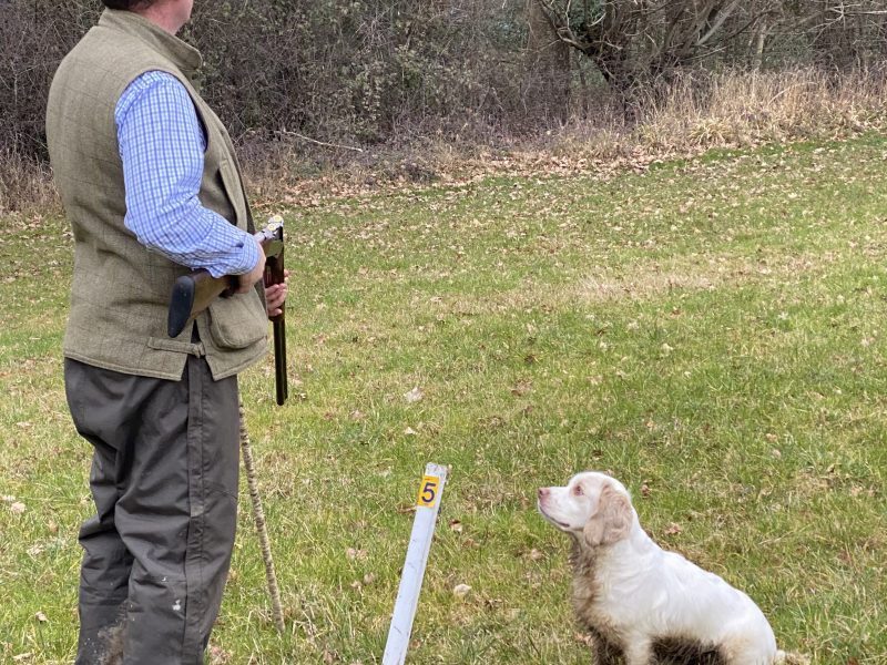 Working Clumber Spaniel Puppies image 5