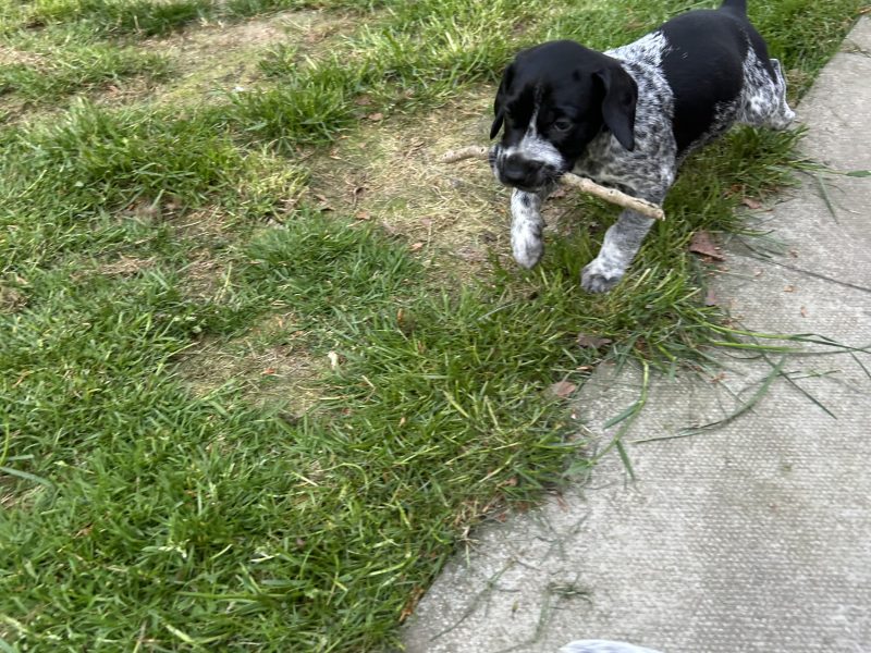 German Shorthair Pointer KC registered image 4