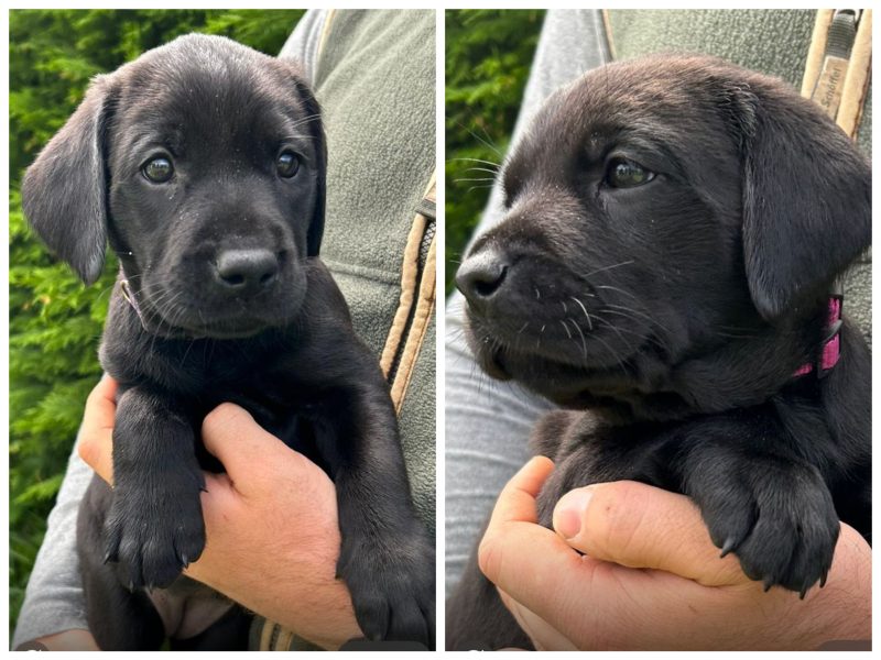 Health tested KC registered, black working Labrador puppies image 5