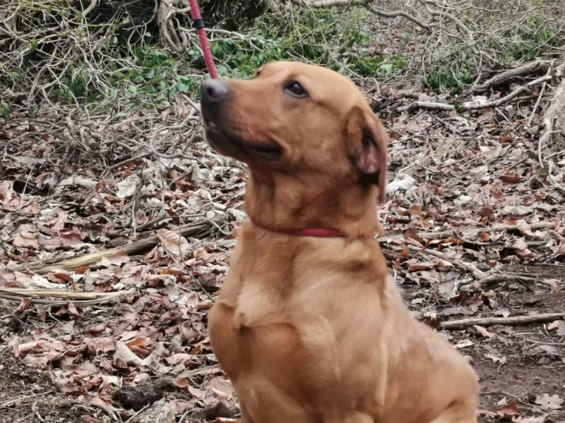 Stunning litter of Kennel Club registered Labrador image 4