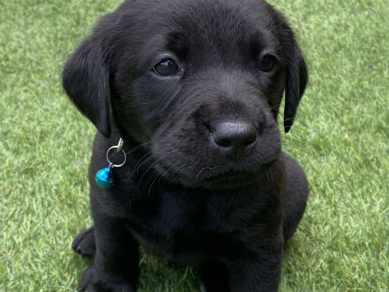 Black KC Labrador Puppies image 5