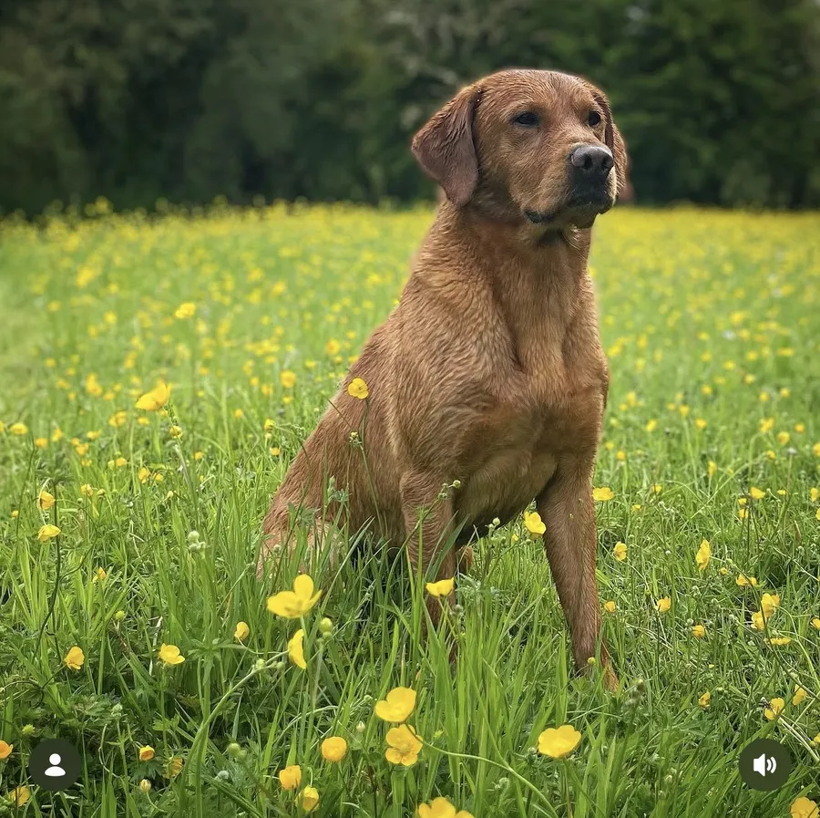 9 KC Fox Red-Yellow Labrador Puppies image 3